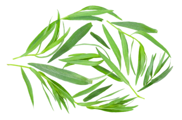 a circular arrangement of fresh tarragon herb leaves, showcasing their long, slender green blades with delicate texture, isolated on a transparent background.