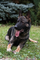 The picture shows a German Shepherd Dog (GSD).