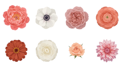 Floral bloom set including peony, anemone, rose, ranunculus, zinnia, and dahlia varieties isolated. Botanical illustration collection for wedding and greeting card design.