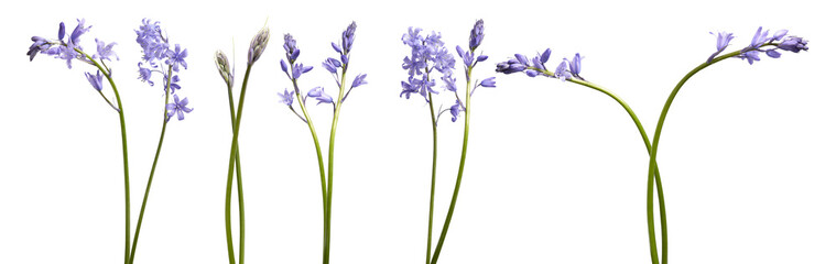 Fototapeta premium a collection of delicate bluebell flower stems in various stages of bloom, elegantly displayed against a stark transparent background for botanical and decorative use.