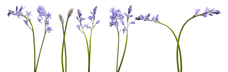 a collection of delicate bluebell flower stems in various stages of bloom, elegantly displayed against a stark transparent background for botanical and decorative use.