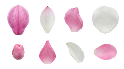 Pink and white flower petal set including magnolia, lotus, and rose varieties isolated. Floral elements for wedding and cosmetic design.