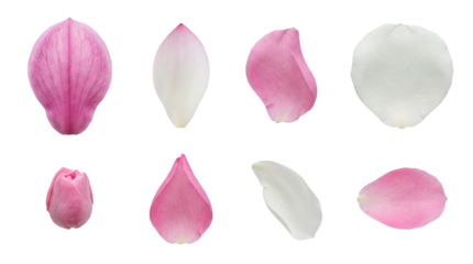 Pink and white flower petal set including magnolia, lotus, and rose varieties isolated. Floral elements for wedding and cosmetic design.