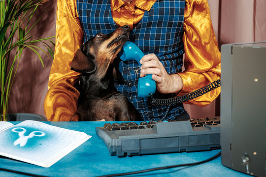 Office worker with dachshund using vintage telephone at retro desk