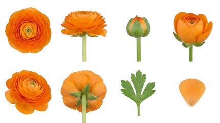 Orange ranunculus flower set including top view, profile, bud, back, leaf, and petal isolated. Botanical floral collection for wedding and garden design.