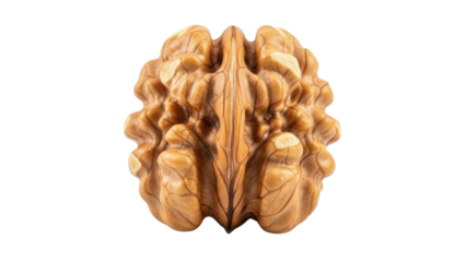 Single Raw Brown Walnut Half Isolated on White Background