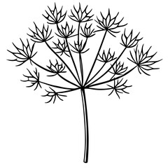 Dill line art vector