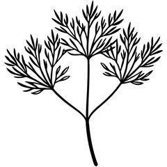 Dill line art vector