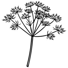 Dill line art vector