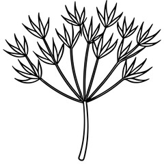 Dill line art vector
