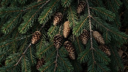 Pine cones on evergreen branches