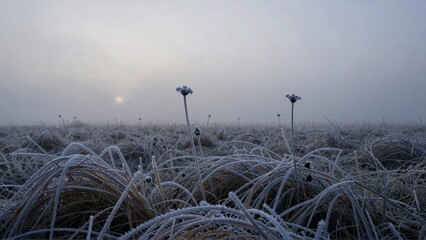Frosty grass field with misty sunrise