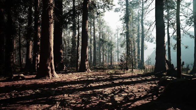 A tranquil sequoia forest unfolds with towering trees bathed in soft morning light. The ground is covered in shadows and fallen leaves, creating a peaceful atmosphere for reflection.