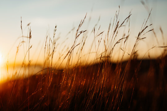 Golden hour sunset over the sea with reeds in selective focus in the foreground