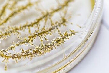 Microscopic view of crystalline structures forming patterns in a petri dish, AI-generated.