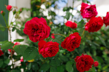 Obraz premium Single rose on a plain background. Minimalist and elegant symbol of pure love.
