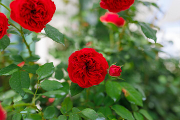 Obraz premium Beautiful rose with a blurred bokeh background. Romantic atmosphere for lovers.
