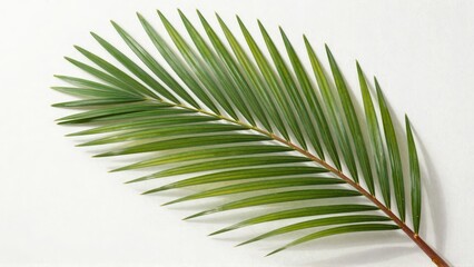 Obraz premium Palm leaf on white background