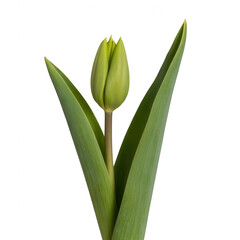 Fresh unopened green tulip bud with long leaves emerging from stem transparent... isolated on a transparent background