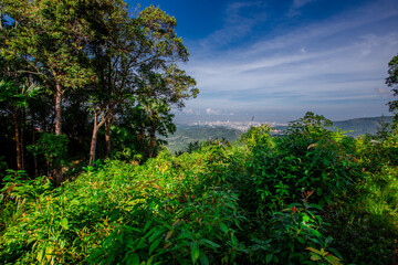 Fototapeta premium A natural backdrop from a high mountain peak offers a panoramic view of the surrounding landscape, including trees, grass, rubber plantations, and skyscrapers stretching as far as the eye can see.