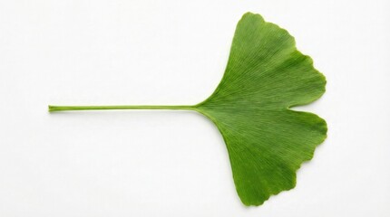 A close-up view of a fresh green ginkgo leaf against a clean white background, showcasing its unique shape and texture.