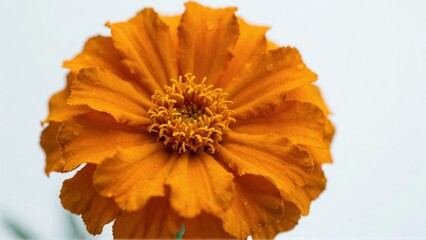 Orange marigold flower with water droplets