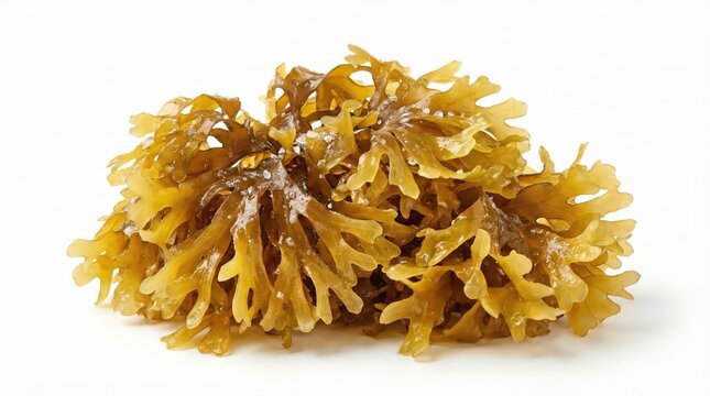 Fresh Golden Irish Sea Moss on White Background, Organic Raw Seaweed Superfood for Health, Skincare and Nutrition