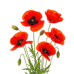 Obraz premium Vibrant poppies isolated on transparent background