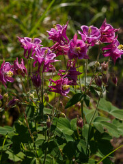 Fototapeta premium Columbine , or Aquilegia ( Latin- Aquilegia ) is a genus of herbaceous perennial plants of the Buttercup family ( Ranunculaceae )