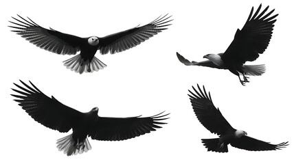 Fototapeta premium four black and white eagles flying in different directions transparent background
