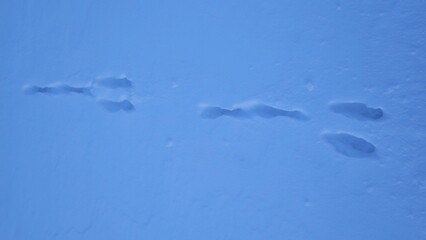 Hare tracks in deep blue-tinted snow.  