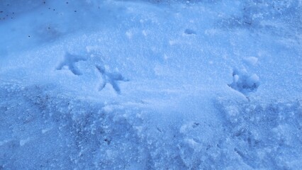 Bird tracks on a snowy sandy beach. Distinct bird footprints are visible in the fresh snow, creating a natural pattern. 