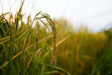 stalk of rice is shown in  field
