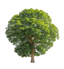large tree with green leaves is standing alone on  white background