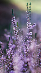 Vue rapprochée de bruyères et de fougères sauvages