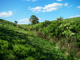 The beginning of spring in the countryside.