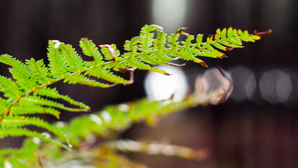 Vue rapprochée de bruyères et de fougères sauvages