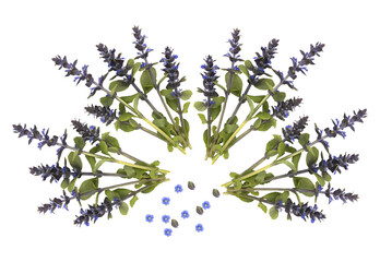 arrangement of purple salvia flowers and small blue forget-me-nots, top view isolated
