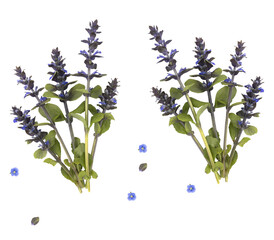 pair of purple salvia flower sprigs with blue forget-me-nots, isolated on transparent background