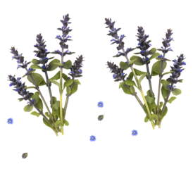 pair of purple salvia flower sprigs with blue forget-me-nots, isolated on transparent background