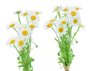 bouquet of white daisies with yellow centers, realistic floral photography isolated on black