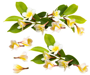 delicate frangipani flowers and green leaves arranged on branches, isolated on a transparent background, showcasing tropical beauty for floral design projects and summer themes.
