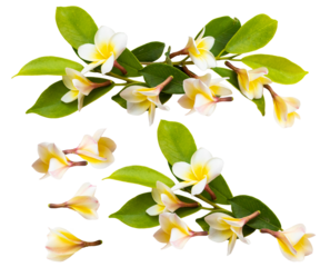 delicate frangipani flowers and green leaves arranged on branches, isolated on a transparent background, showcasing tropical beauty for floral design projects and summer themes.