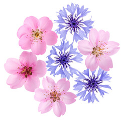 a cluster of vibrant blue cornflowers in full bloom, showcasing their intricate petals and rich color against a dark, isolated background, ideal for naturalistic designs.