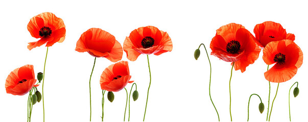 a cheerful arrangement of bright red poppies, their velvety petals unfurling beautifully against a pure transparent background, with some buds hinting at future blooms.
