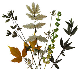 an artistic arrangement of various plant elements, showcasing a mix of green leaves, dried foliage, and a bright yellow autumn leaf, artfully composed on a black backdrop.