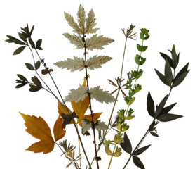 an artistic arrangement of various plant elements, showcasing a mix of green leaves, dried foliage, and a bright yellow autumn leaf, artfully composed on a black backdrop.