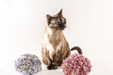 Studio portrait of a Siamese mix cat sitting between blue and pink hydrangea flowers on a white background