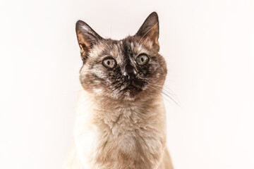 Close up studio portrait of a Siamese mix cat with expressive eyes looking directly at the camera on white background