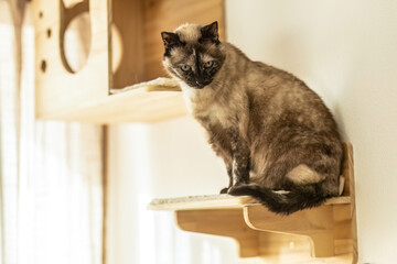 Indoor cat sitting on a wooden wall playground designed for climbing and enrichment in a modern apartment interior